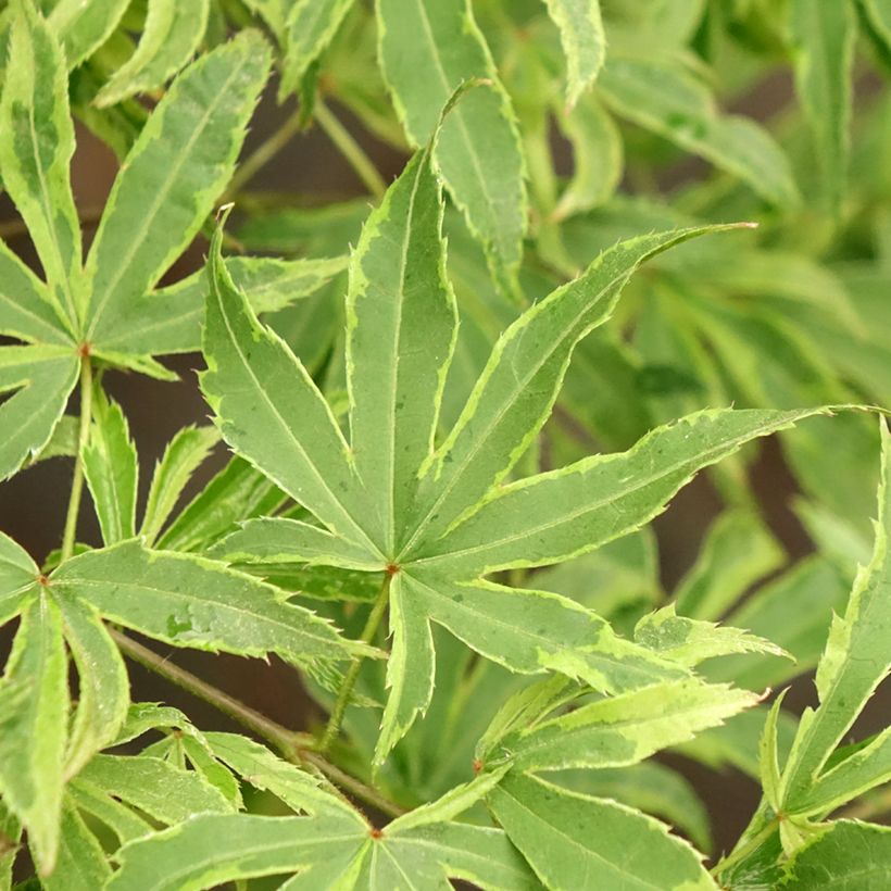 Erable du Japon - Acer palmatum Pink Passion (Foliage)