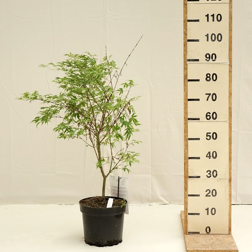 Example of Erable du Japon - Acer palmatum Pink Passion Pot de 7,5L/10L as you get in printemps