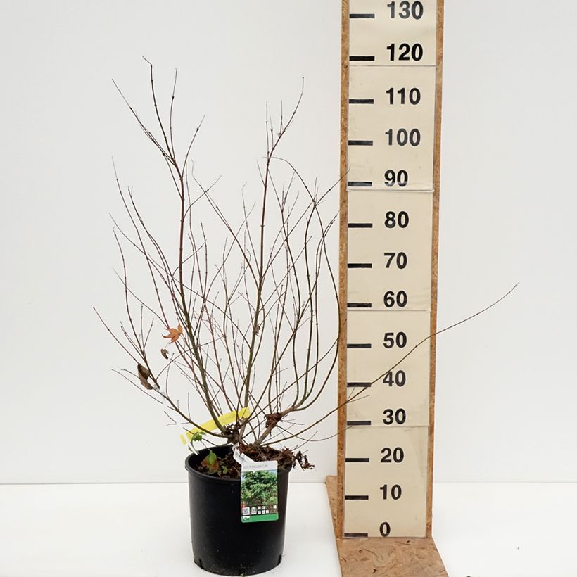 Spécimen de Érable du Japon - Acer palmatum Pot de 7,5L/10L tel que livré en automne
