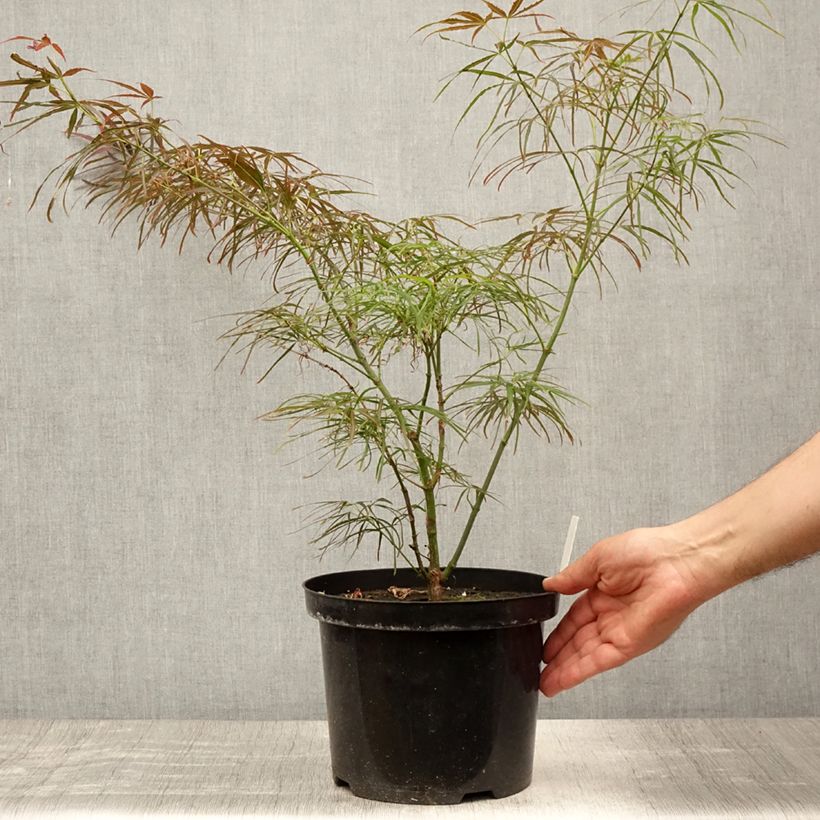 Spécimen de Erable du Japon - Acer palmatum Red Pygmy Pot de 3L/4L tel que livré en été