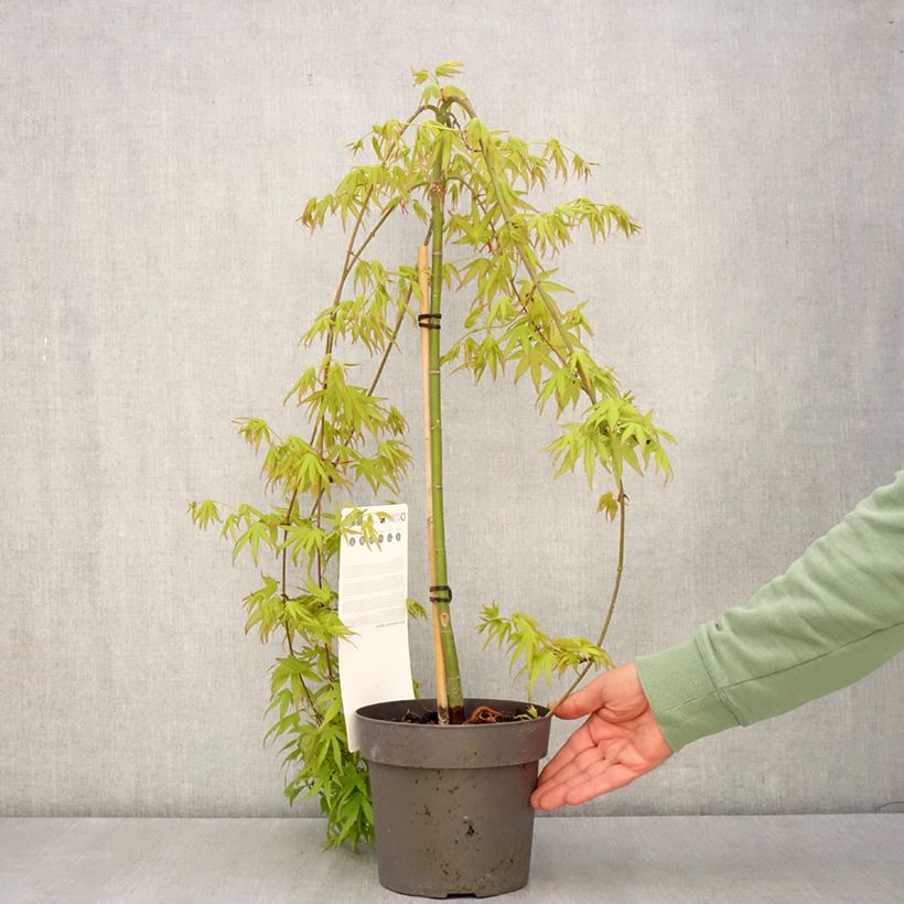Example of Érable du Japon - Acer palmatum Ryusen Pot de 3L/4L, Tige as you get in printemps