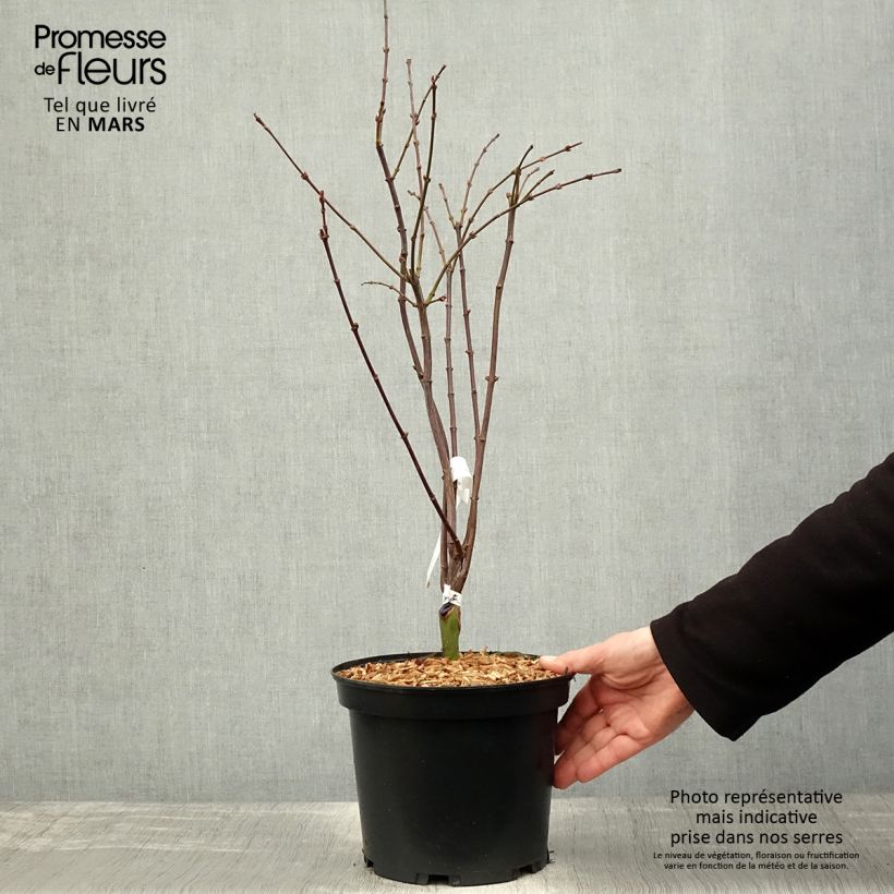 Spécimen de Erable du Japon - Acer palmatum Shaina Pot de 3L/4L tel que livré au printemps