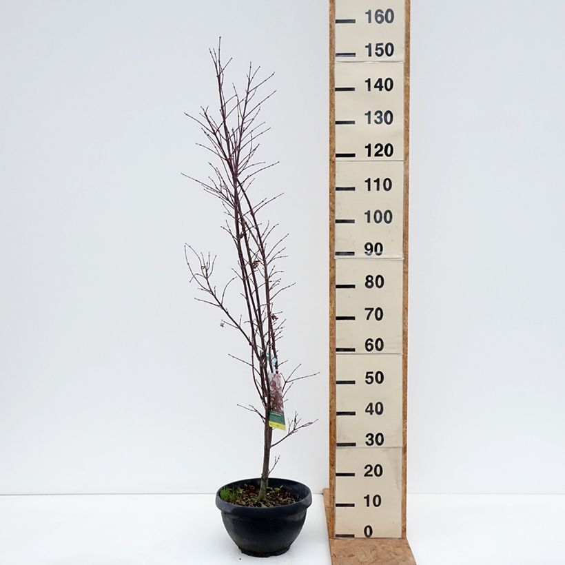 Spécimen de Erable du Japon - Acer palmatum Skeeter's Broom Coupe 7,5L / 10L, Buisson tel que livré en automne