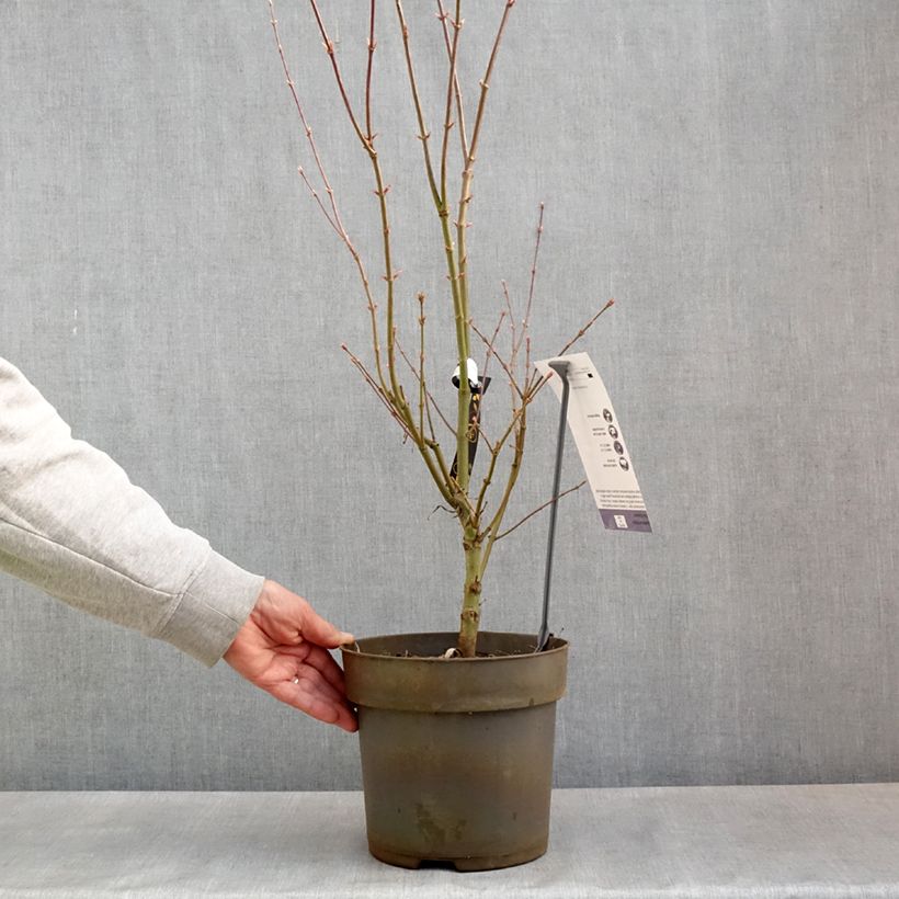 Example of Erable du Japon - Acer palmatum Villa taranto Pot de 4L/5L as you get in printemps