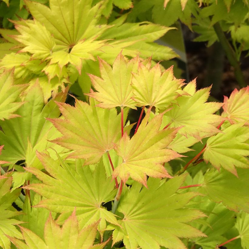 Érable du Japon - Acer shirasawanum Aureum (Feuillage)