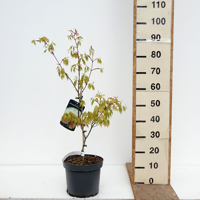 Spécimen de Érable du Japon - Acer shirasawanum Autumn Moon Pot de 7,5L/10L tel que livré au printemps