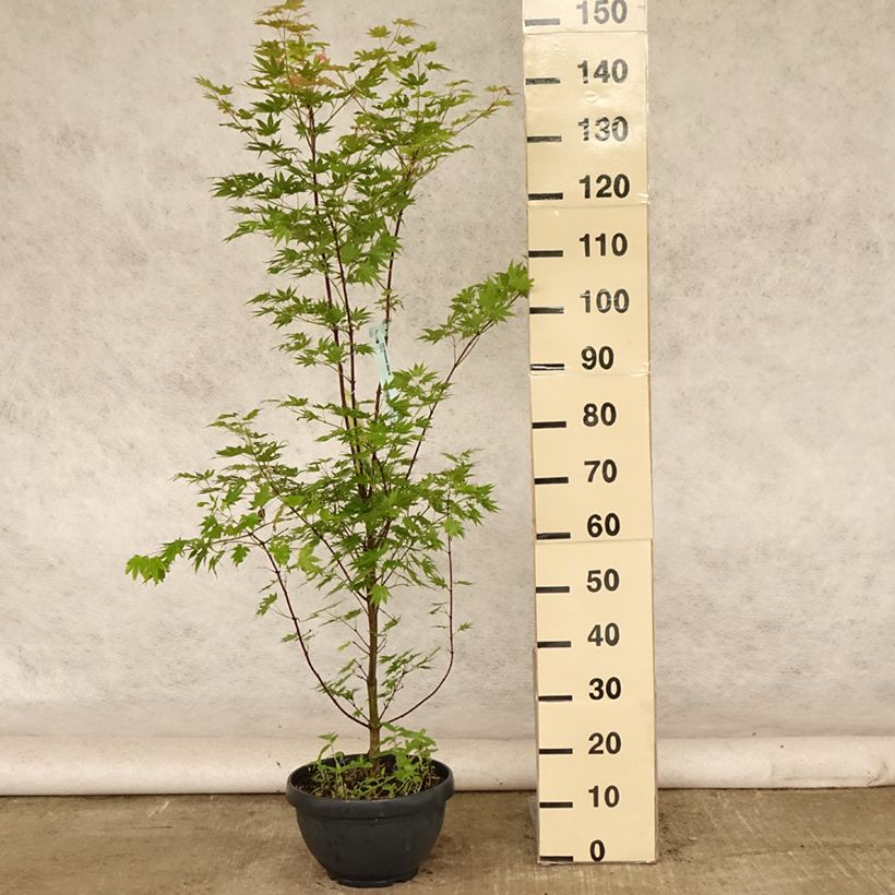 Spécimen de Erable du Japon - Acer shirasawanum Jordan Coupe 7,5L / 10L tel que livré en été