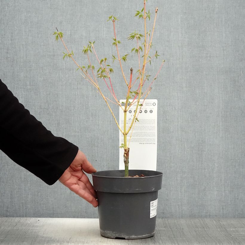 Example of Érable du Japon Bi Hoo - Acer palmatum Pot de 2L/3L as you get in printemps