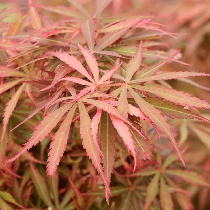 Érable du Japon Jerre Schwartz - Acer palmatum (Feuillage)