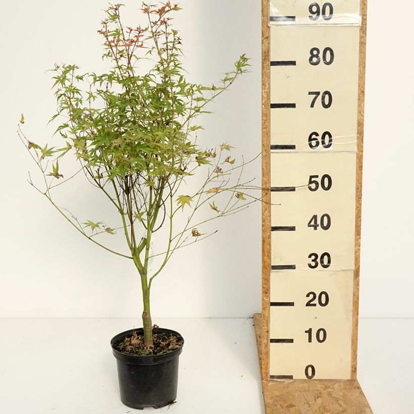Spécimen de Érable du Japon Phoenix - Acer palmatum Pot de 2L/3L tel que livré en été