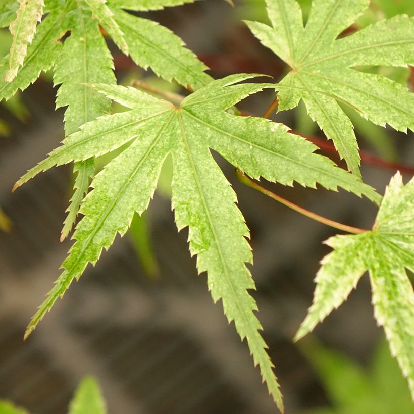 Érable du Japon Phoenix - Acer palmatum (Feuillage)