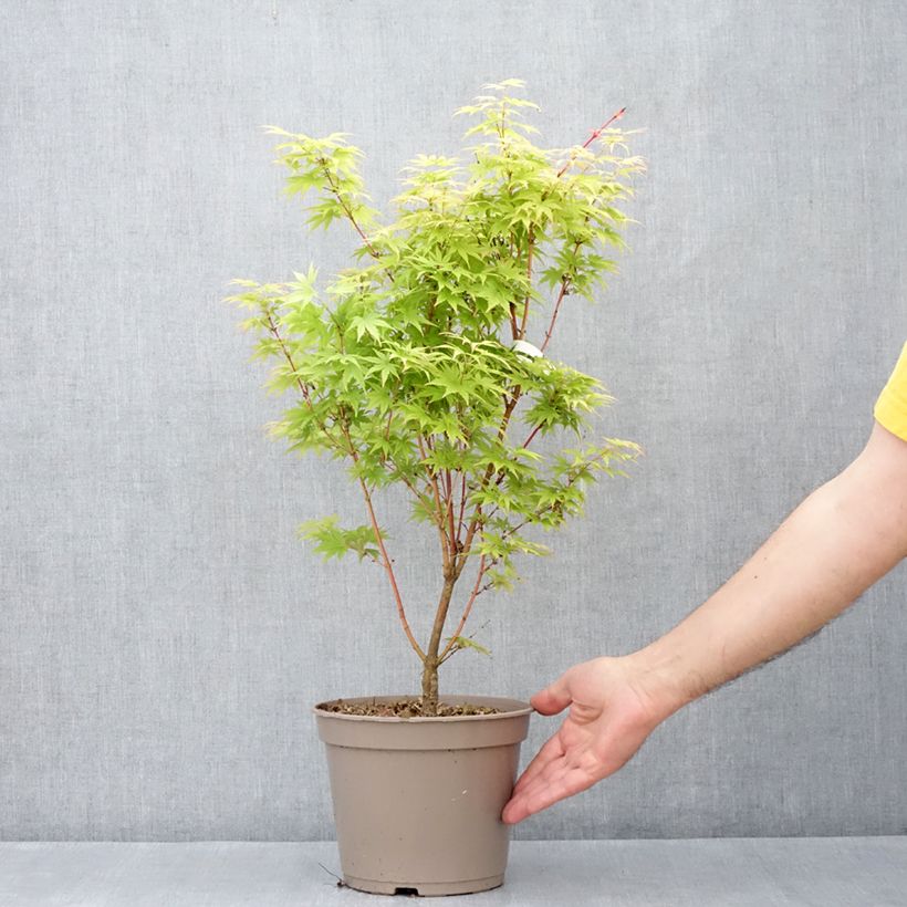 Spécimen de Erable du Japon Red Wood greffé Pot de 4L/5L tel que livré au printemps