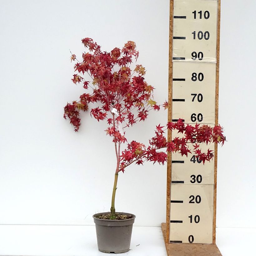 Spécimen de Erable du Japon Ueno Yama greffé Pot de 4L/5L tel que livré en automne