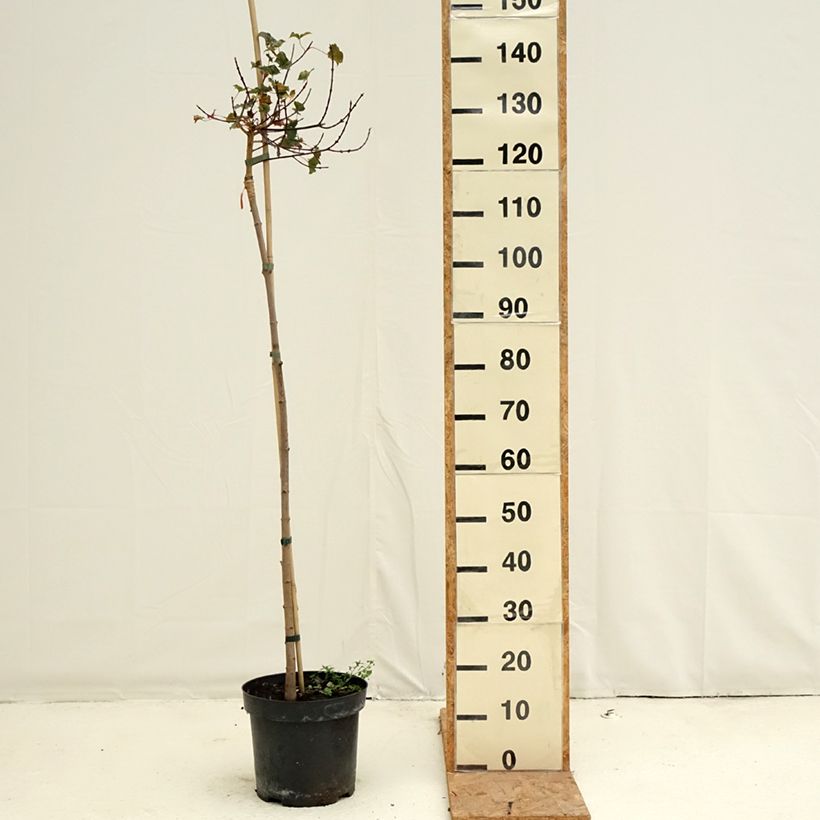 Spécimen de Erable plane - Acer Ample Surprise Pot de 7,5L/10L, Tige tel que livré en automne