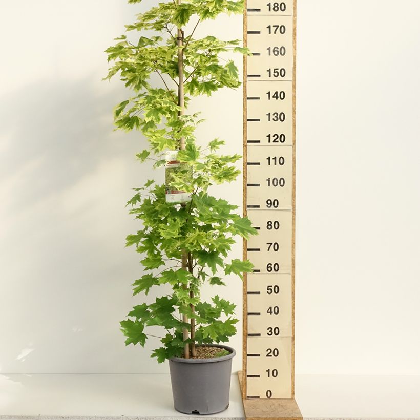 Spécimen de Erable plane - Acer platanoides Drummondii Pot de 12L/15L, Baliveau tel que livré au printemps