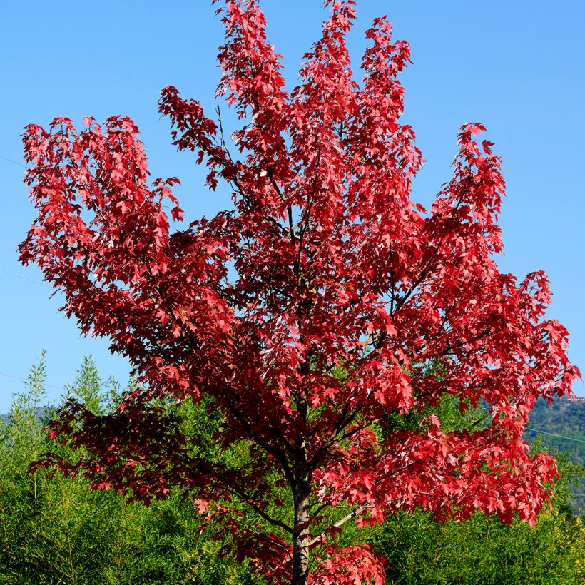 Érable rouge - Acer rubrum (Plant habit)