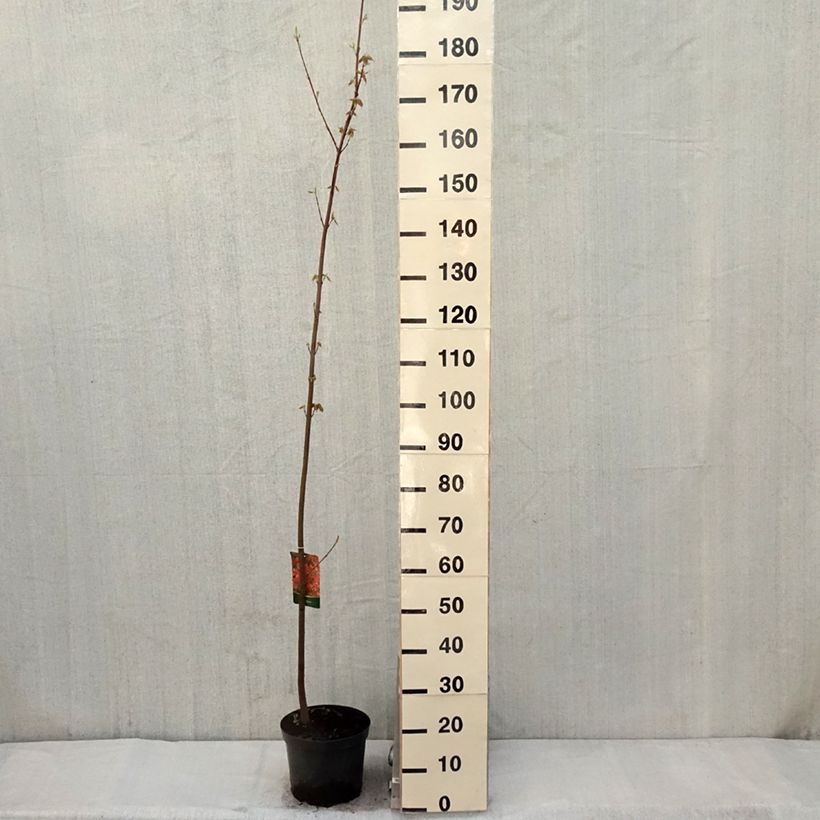 Example of Érable rouge - Acer rubrum Pot de 7,5L/10L as you get in printemps