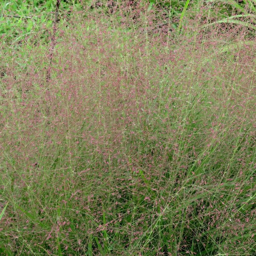 Eragrostis spectabilis - Herbe d'amour (Flowering)