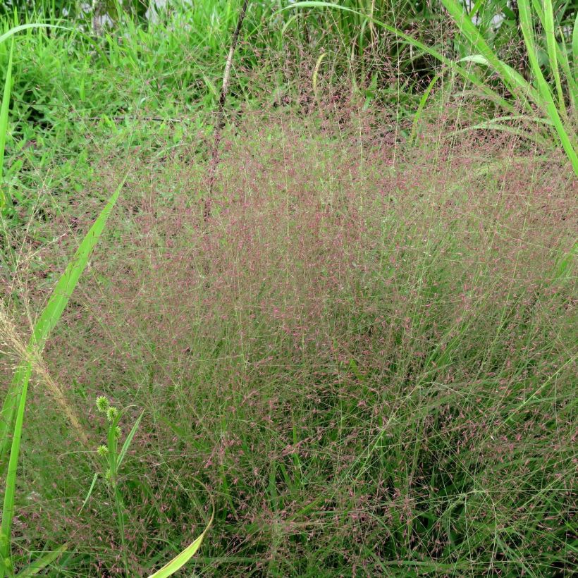 Eragrostis spectabilis - Herbe d'amour (Plant habit)