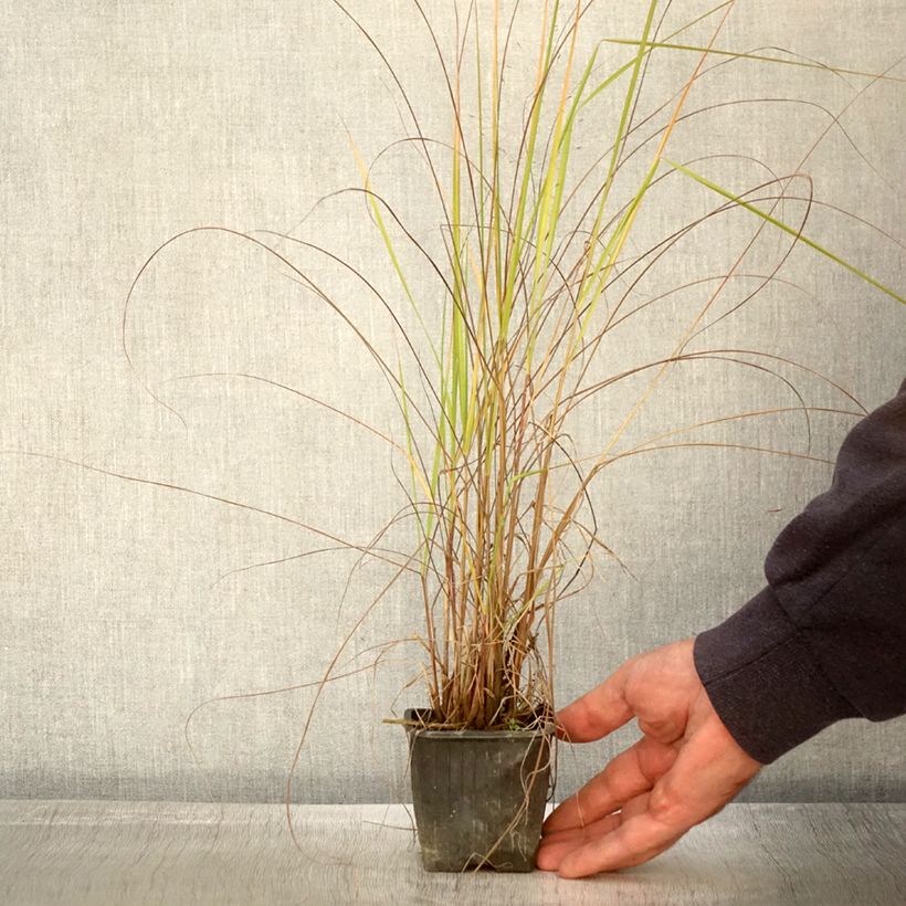 Spécimen de Eragrostis trichodes - Herbe d'amour Godet de 8/9 cm tel que livré en automne