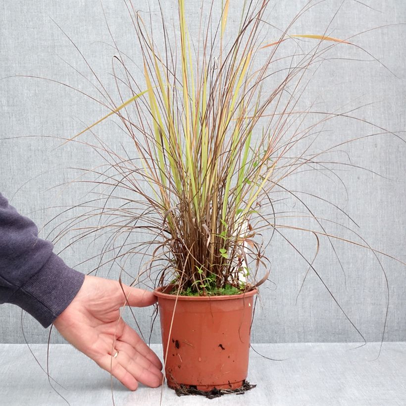 Spécimen de Eragrostis trichodes - Herbe d'amour Pot de 1L/1,5L tel que livré en automne