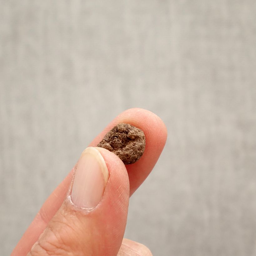 Spécimen de Eranthis cilicica - Aconit d'hiver Bulbe calibre 4+ tel que livré au printemps