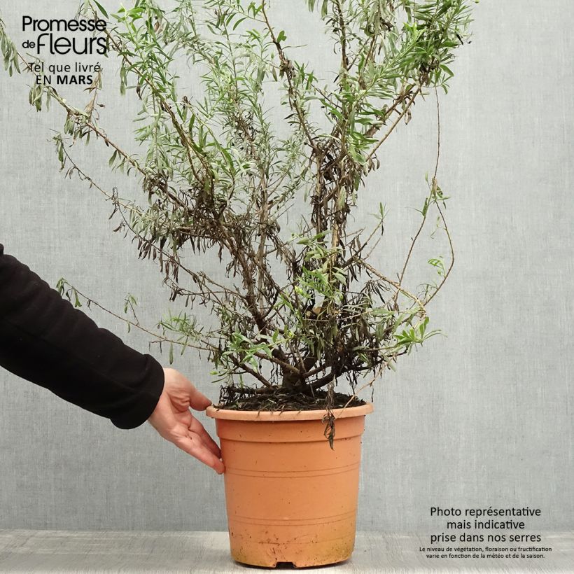 Example of Eremophila maculata Aurea - Eremophile tacheté Pot de 7,5L/10L as you get in printemps