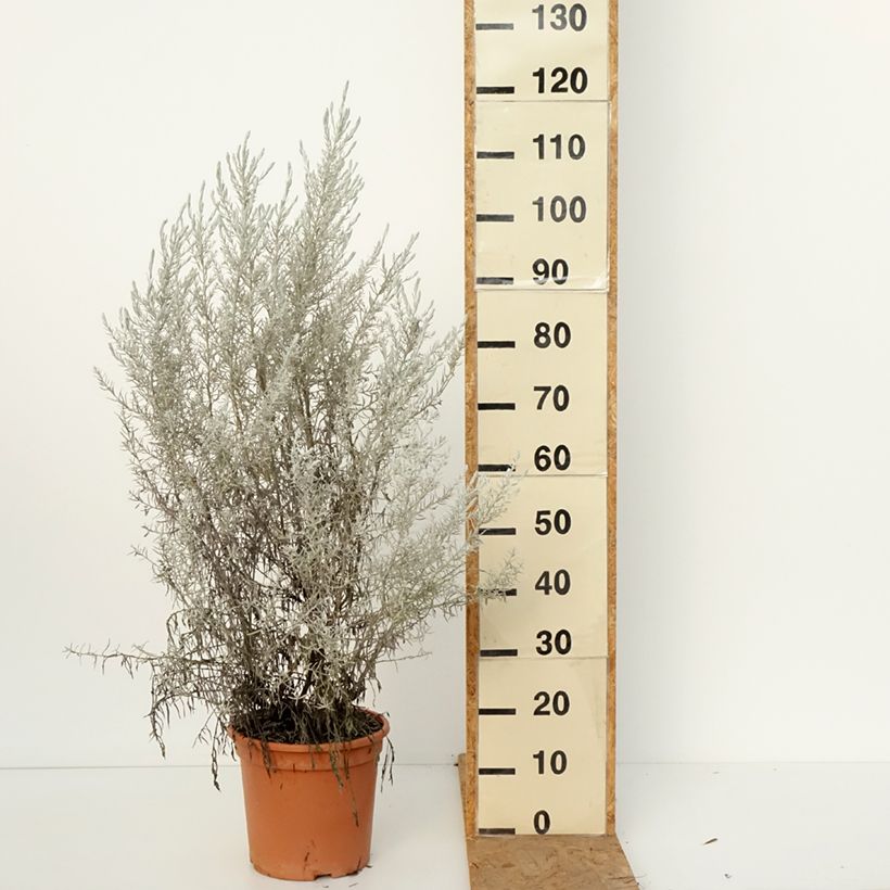 Spécimen de Eremophila nivea - Eremophile soyeuse Pot de 3L/4L tel que livré en automne