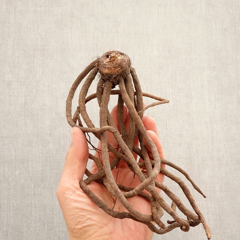 Spécimen de Eremurus bungeï - Lis des steppes Bulbe calibre I tel que livré au printemps