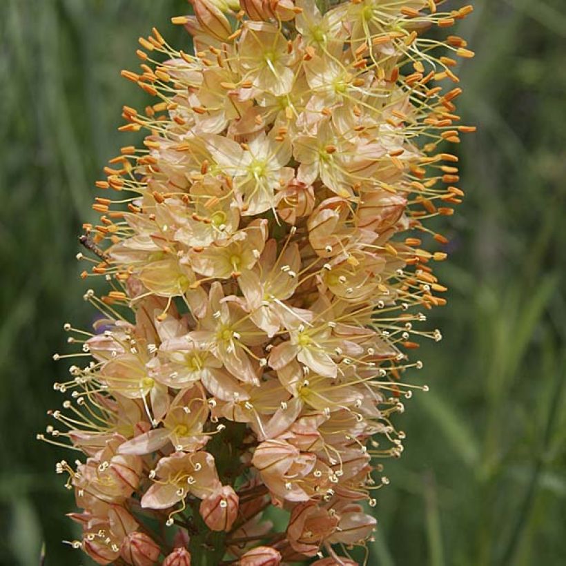 Eremurus Cléopatra - Lis des steppes (Flowering)