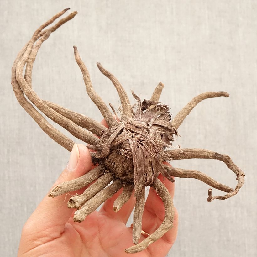 Example of Eremurus Cléopatra - Lis des steppes Bulbe calibre I as you get in printemps