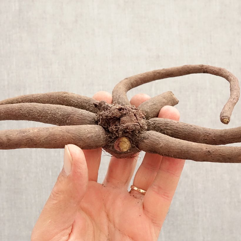 Spécimen de Eremurus himalaïcus - Lis des steppes Bulbe calibre I tel que livré au printemps