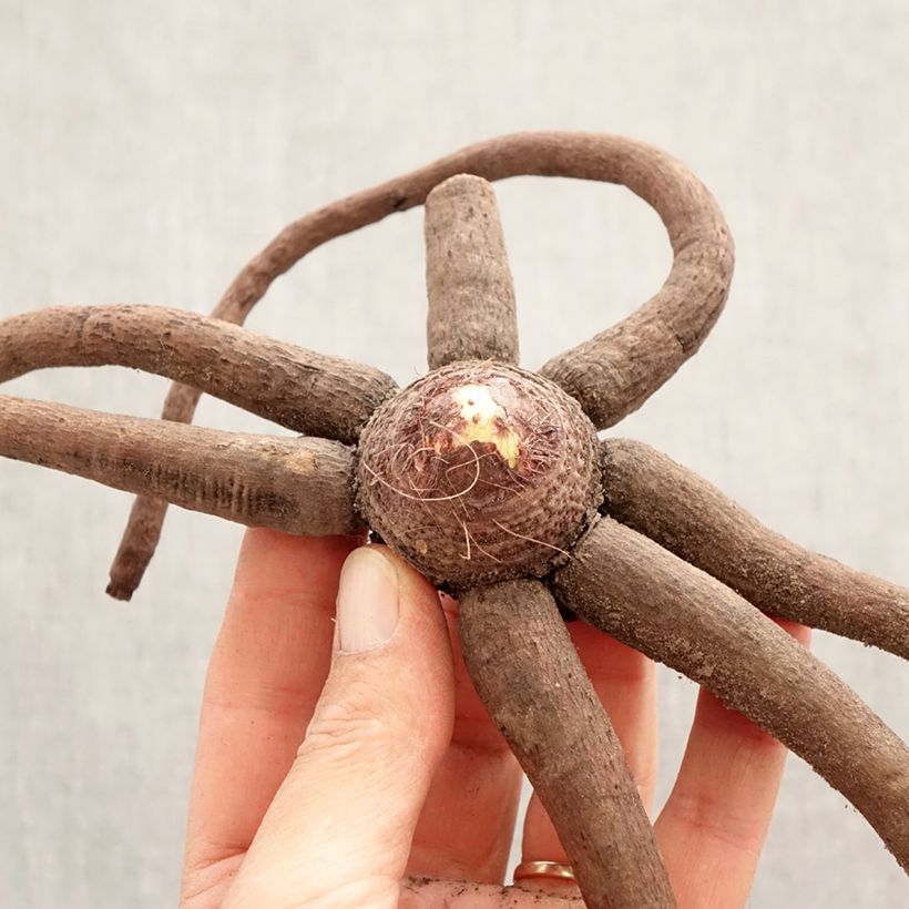 Spécimen de Eremurus Pinokkio - Lis des steppes Bulbe calibre I tel que livré au printemps