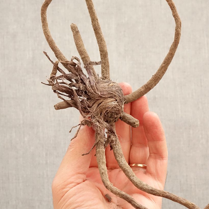 Spécimen de Eremurus robustus - Lis des steppes Bulbe calibre I tel que livré au printemps