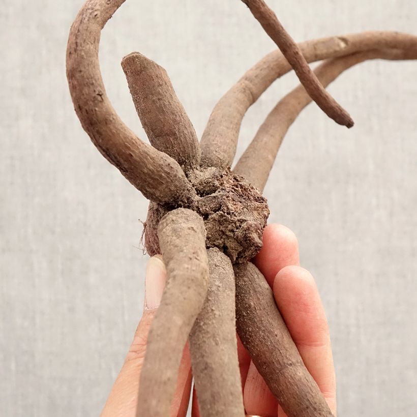 Spécimen de Eremurus White Beauty Favourite - Lis des steppes Bulbe calibre I tel que livré au printemps