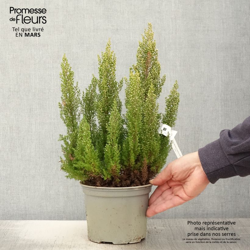 Spécimen de Erica arborea Estrella Gold - Bruyère arborescente Pot de 2L/3L tel que livré au printemps