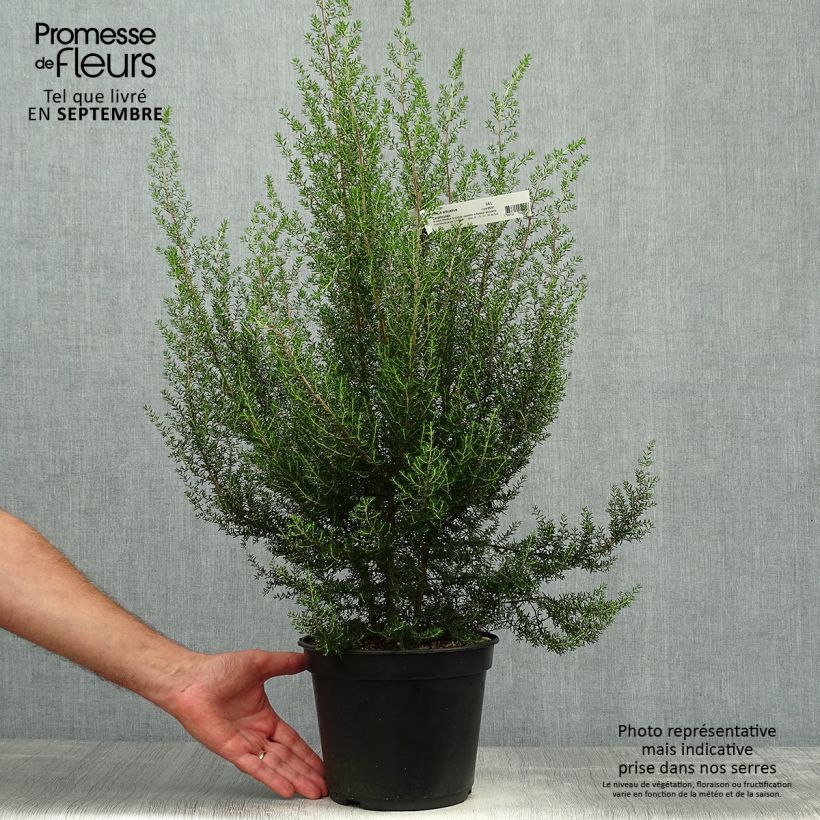 Spécimen de Erica canaliculata - Bruyère arbustive de Noël Pot de 4L/5L tel que livré en automne