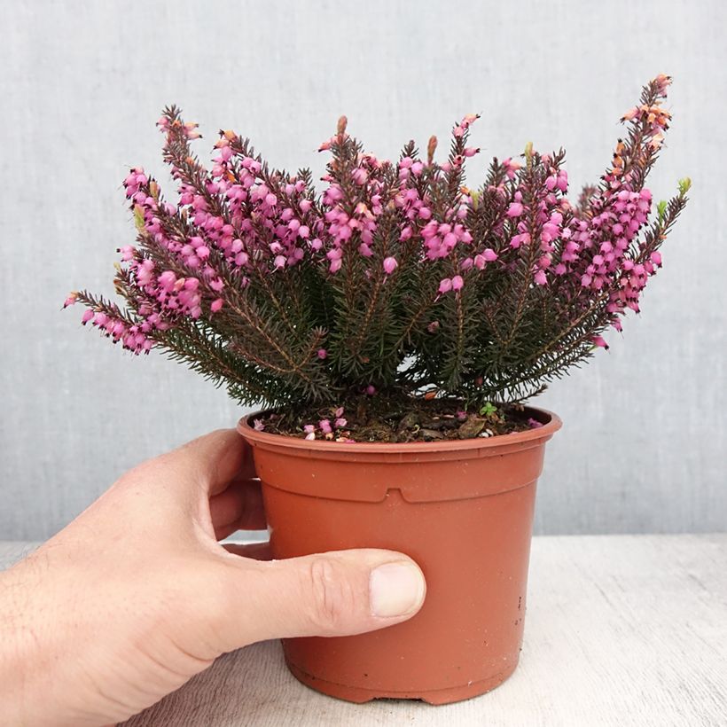 Example of Erica darleyensis Lea - Bruyère d'hiver Pot de 1L/1,5L as you get in printemps