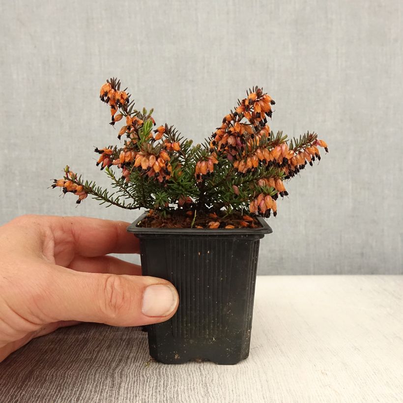 Spécimen de Erica darleyensis Tyann - Bruyère d'hiver Godet de 8/9 cm tel que livré au printemps