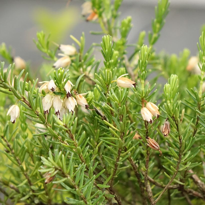 Erica darleyensis White Glow - Bruyère d'hiver (Flowering)