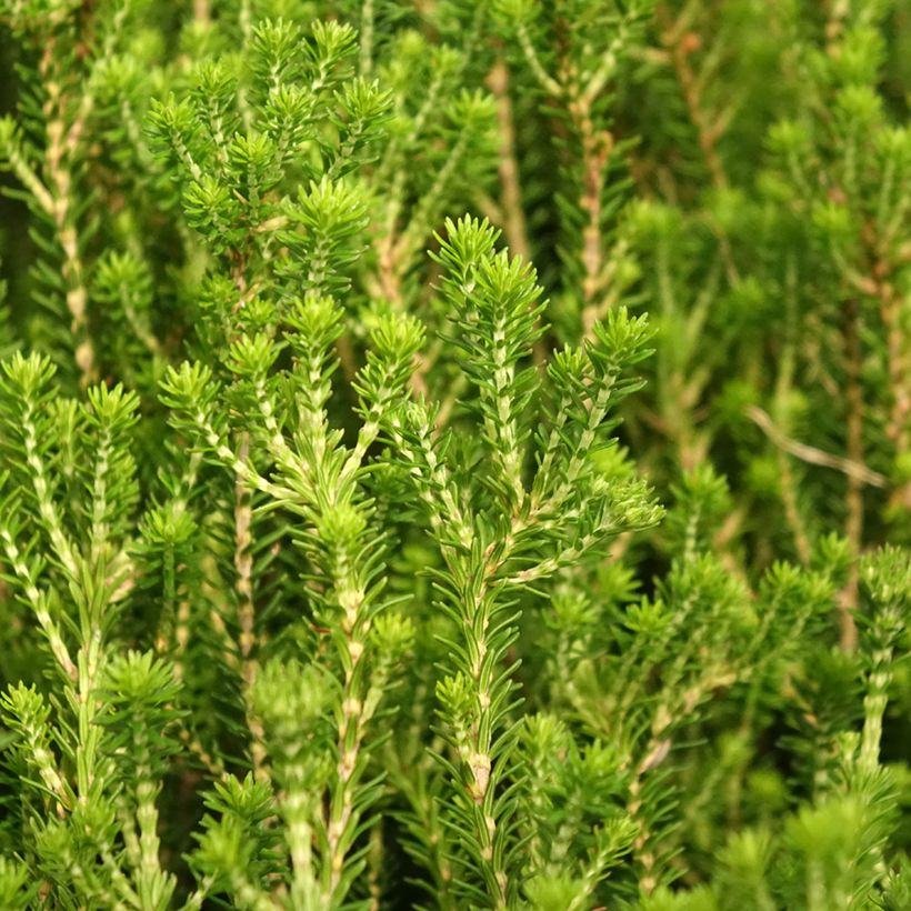 Erica terminalis - Bruyère de Corse (Feuillage)