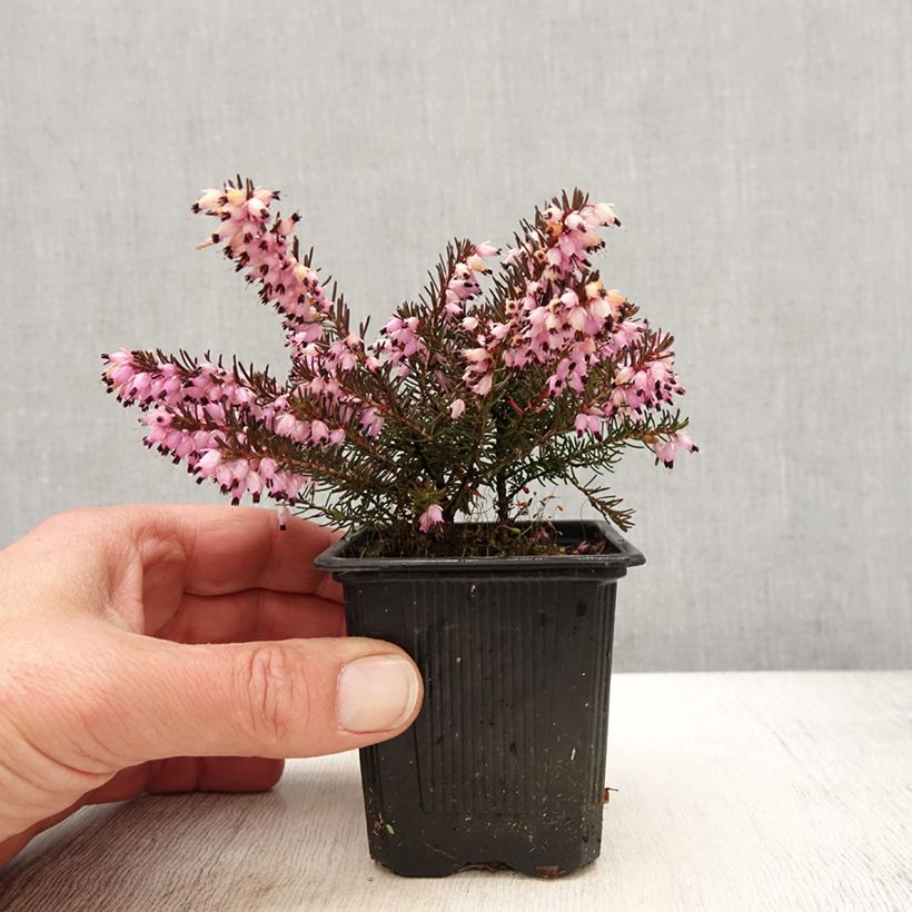 Spécimen de Erica x darleyensis Spring Surprise, bruyère Godet de 8/9 cm tel que livré au printemps