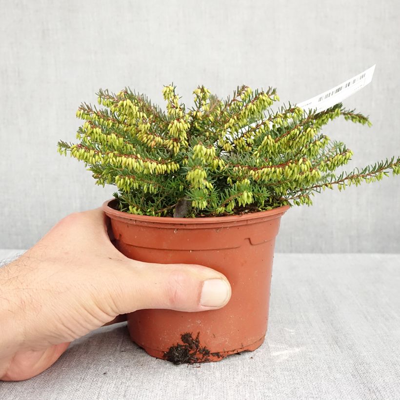 Spécimen de Erica x darleyensis Spring Surprise, bruyère Pot de 1L/1,5L tel que livré en automne