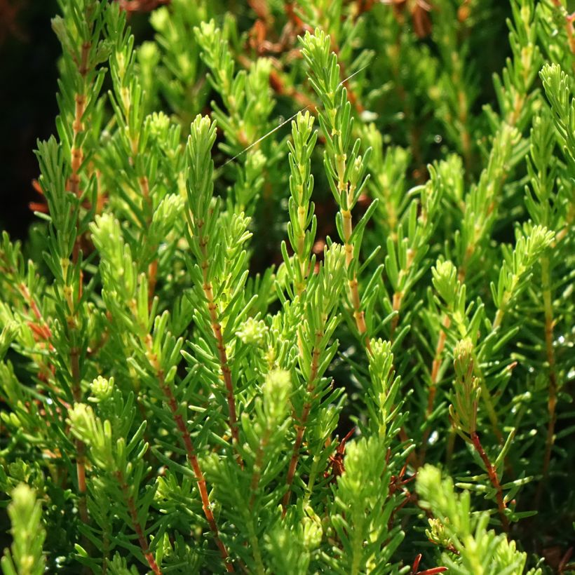 Erica x darleyensis Spring Surprise, bruyère (Feuillage)