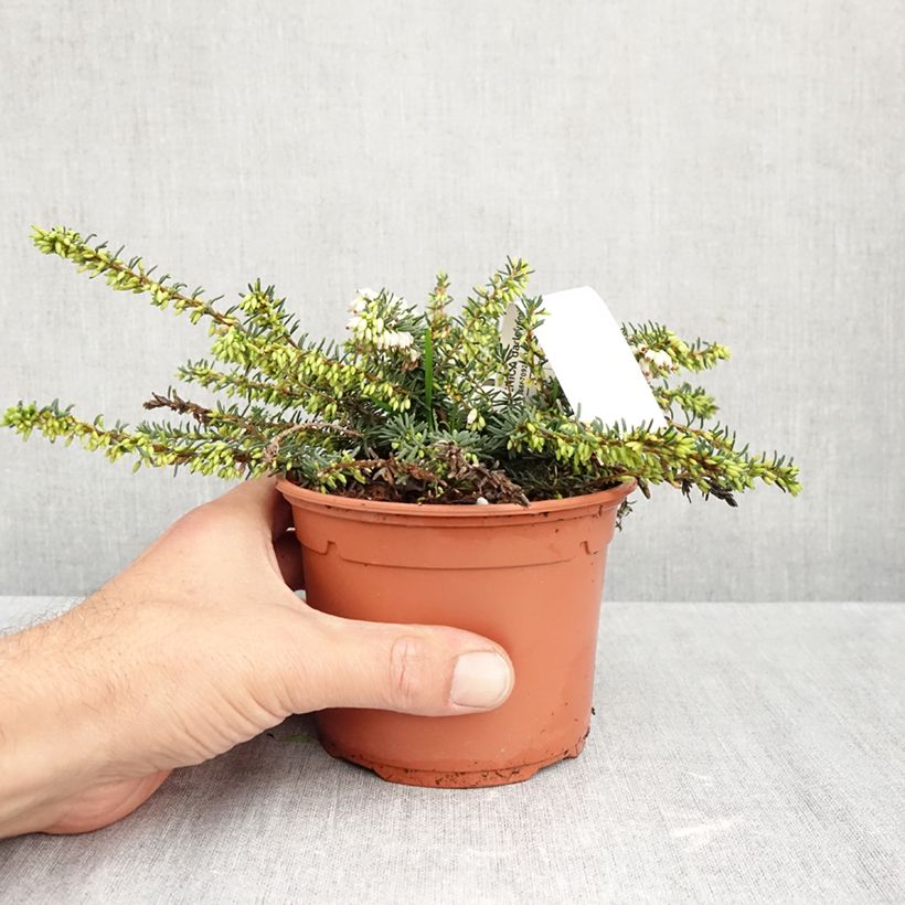 Spécimen de Erica x darleyensis Winter Belles Katia - Bruyère d'hiver Pot de 1L/1,5L tel que livré en automne
