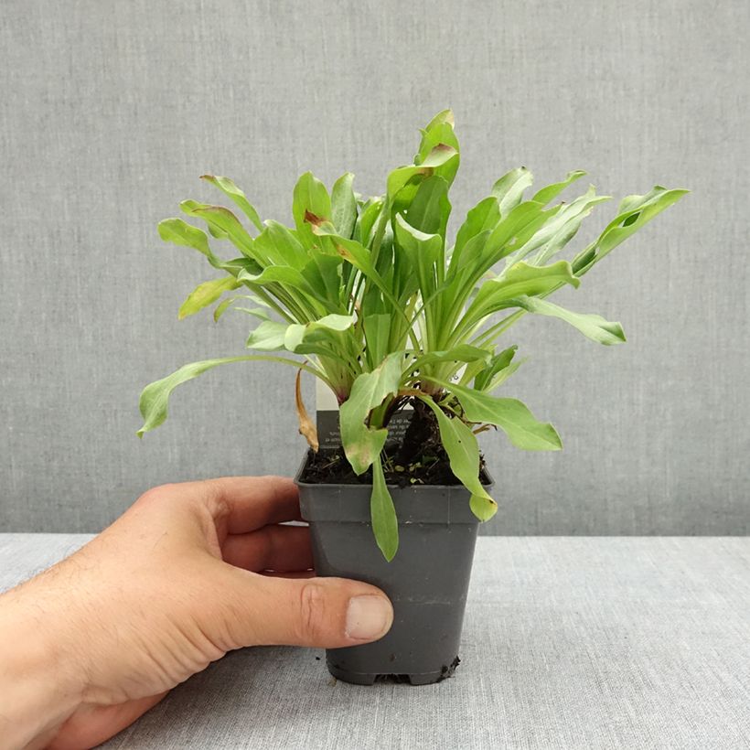 Spécimen de Erigeron Dignity - Vergerette Godet de 8/9 cm tel que livré au printemps