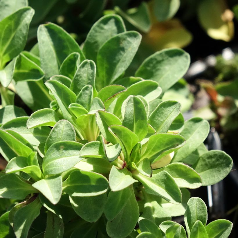 Erigeron glaucus - Vergerette glauque (Feuillage)
