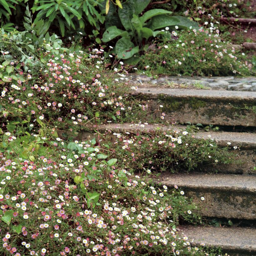 Erigeron karvinskianus - Vergerette (Plant habit)