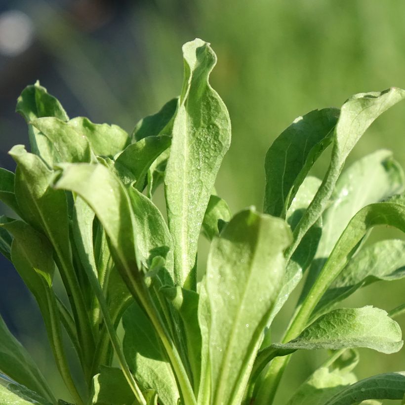 Erigeron leiomerus, Vergerette (Feuillage)