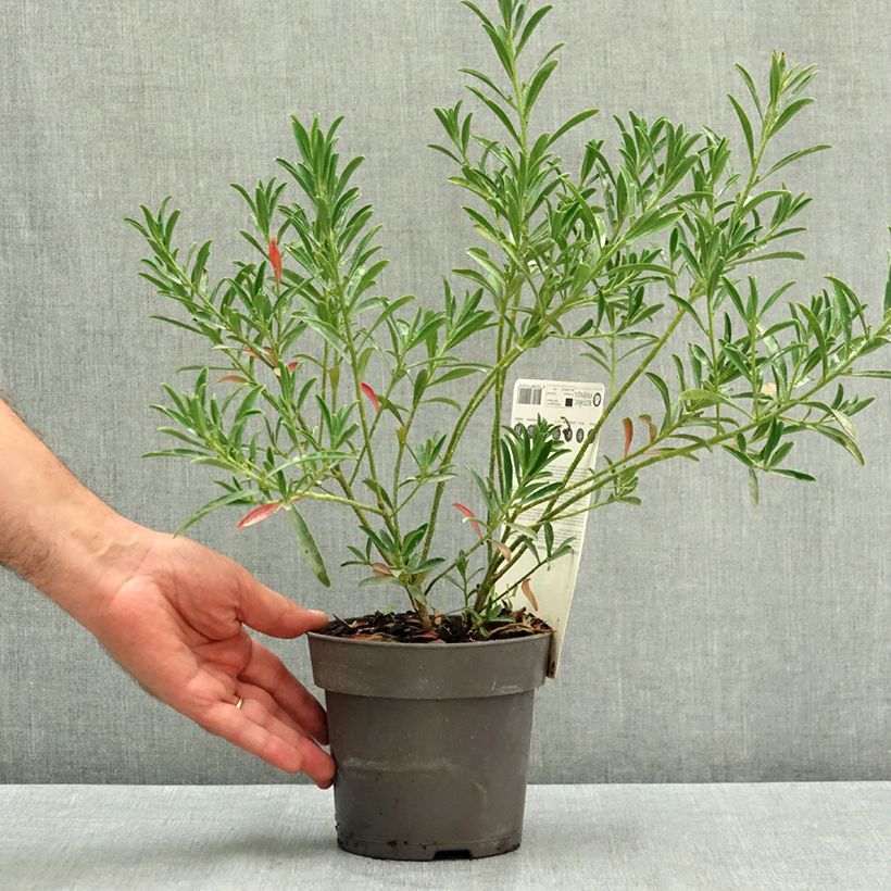Spécimen de Eriostemon myoporoides Flower Girl Pink - Philotheca Pot de 1L/1,5L tel que livré en été
